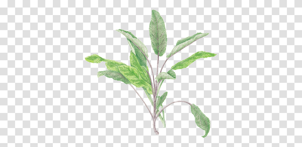 Sage 4 Image Sage, Plant, Leaf, Flower, Grass Transparent Png