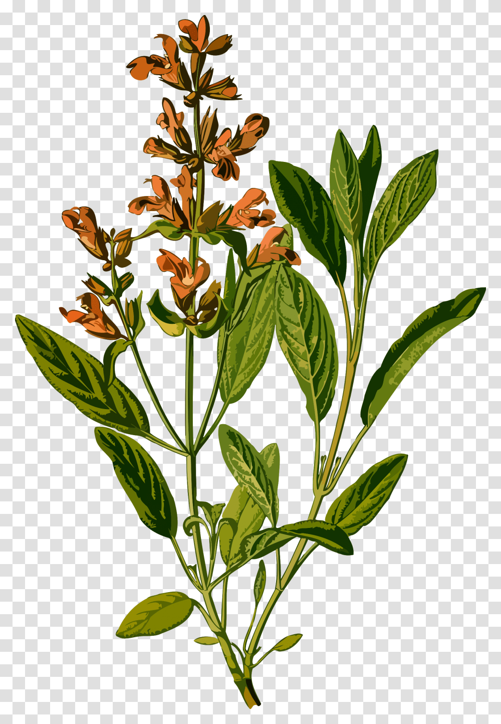 Sage, Acanthaceae, Flower, Plant, Blossom Transparent Png
