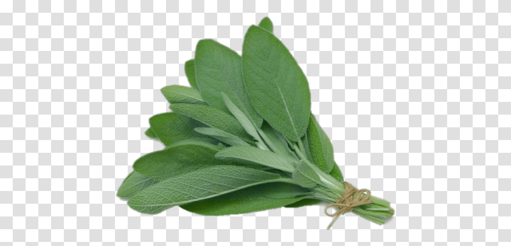 Sage Herb Sage, Leaf, Plant, Vase, Jar Transparent Png