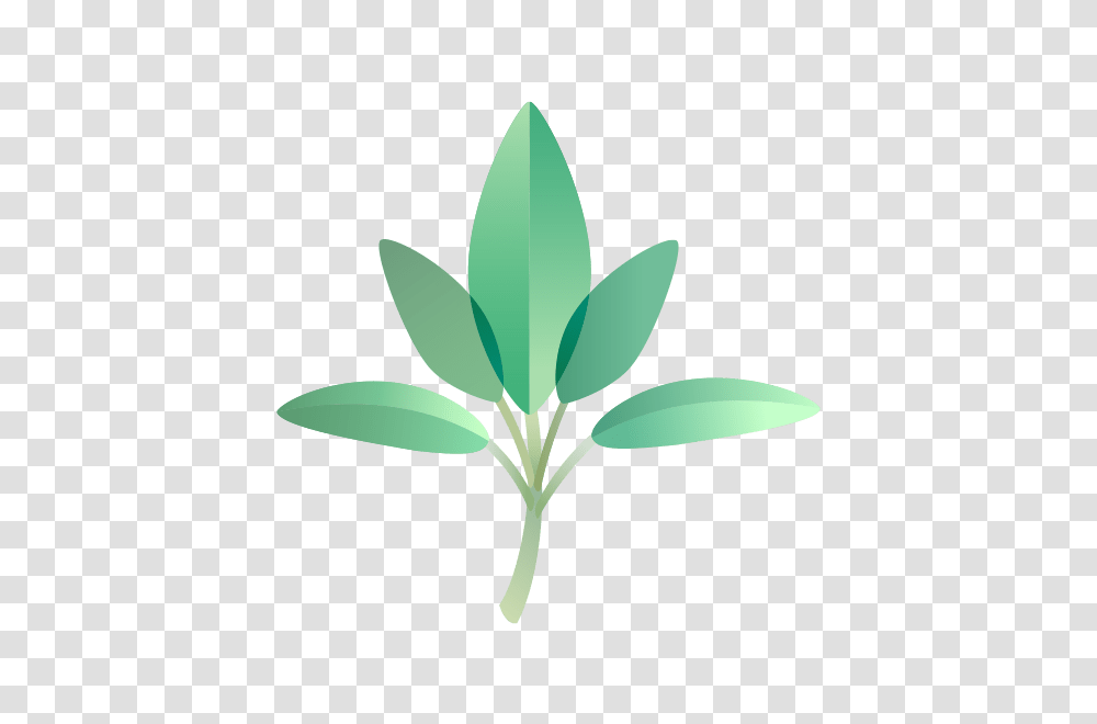 Sage, Plant, Flower, Blossom, Leaf Transparent Png