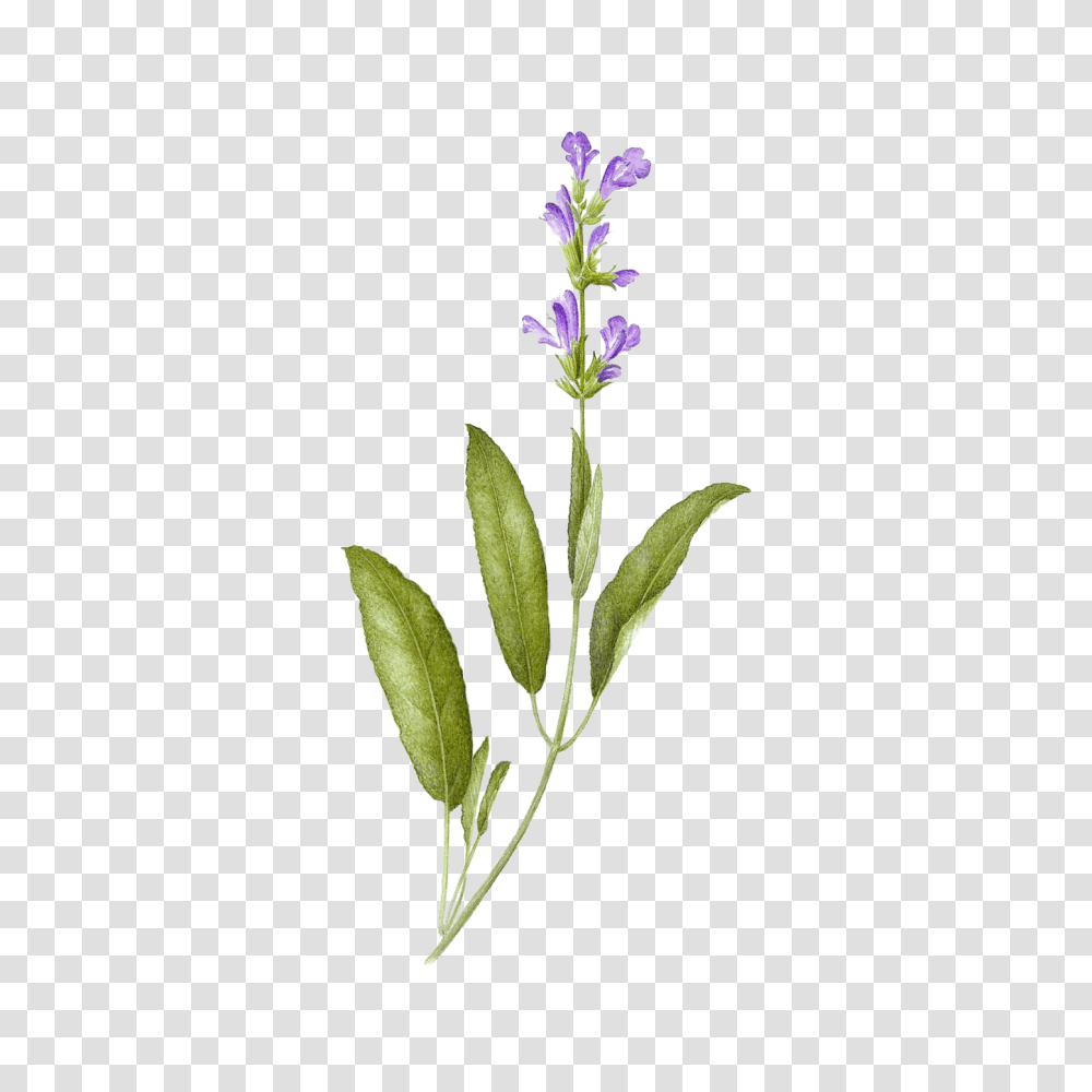 Sage, Plant, Flower, Blossom, Petal Transparent Png