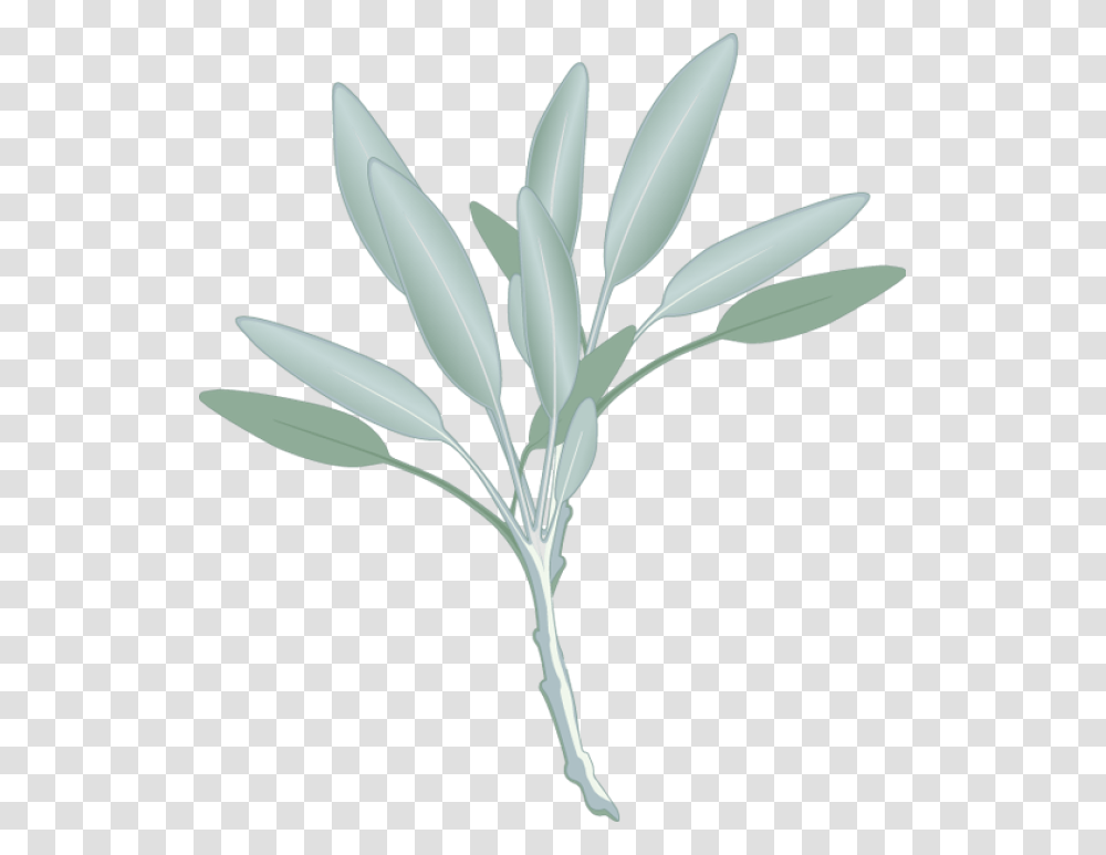 Sage Sage Leaf Clip Art, Plant, Flower, Daisy, Petal Transparent Png