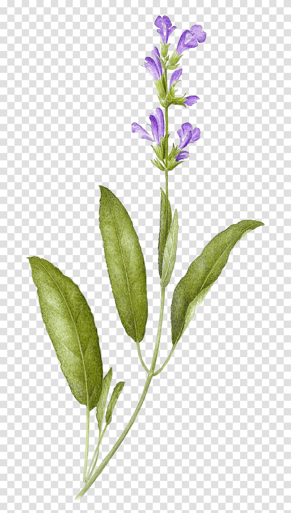 Sage Sage Tattoo Design, Plant, Leaf, Flower, Blossom Transparent Png
