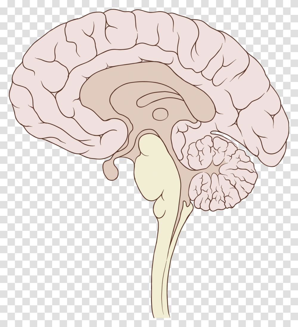 Sagittal Brain, Plant, Cauliflower, Vegetable, Food Transparent Png