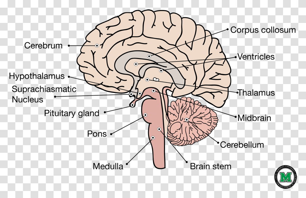Sagittal View Of The Human Brain Labelled Sagittal Section Of Brain, Plant, Fungus, Mushroom, Agaric Transparent Png