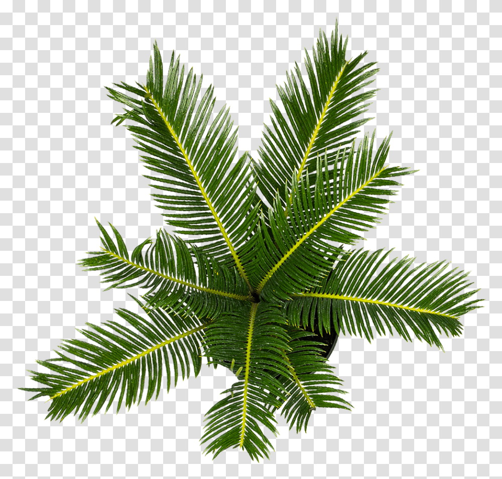 Sago Palm For Sale Attalea Speciosa, Leaf, Plant, Green, Tree Transparent Png
