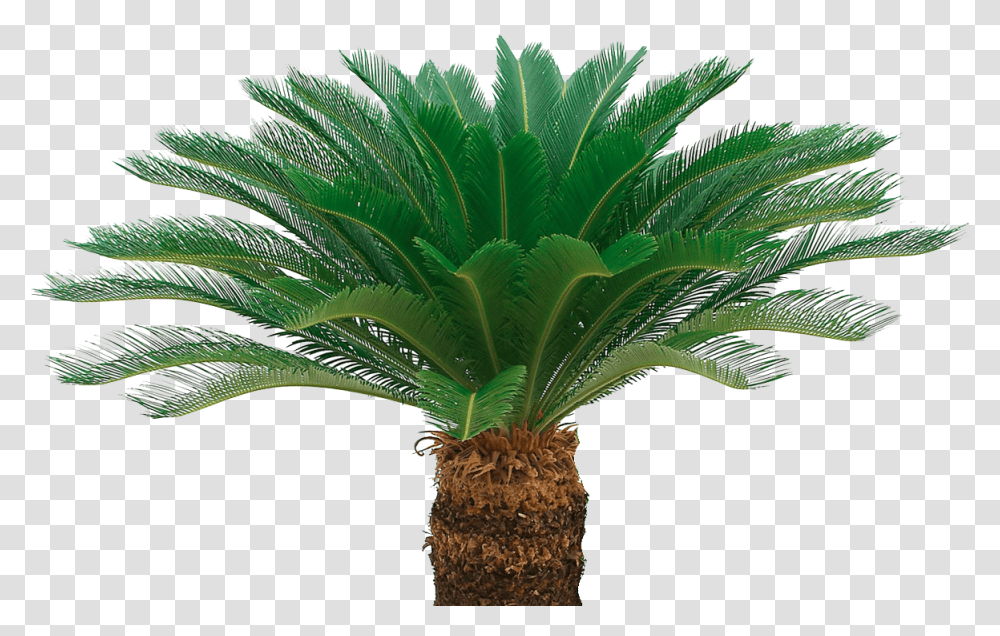 Sago Palm, Palm Tree, Plant, Arecaceae, Leaf Transparent Png