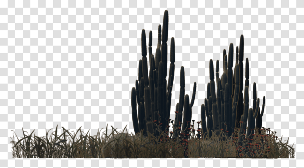 Saguaro Desert Plants, Outdoors, Cactus, Nature Transparent Png
