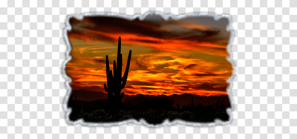 Saguaro Sunset H51 T Silhouette, Nature, Outdoors, Plant, Sky Transparent Png