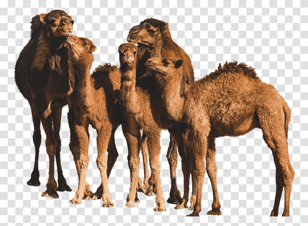 Sahara Dairy Co Organic Camel Milk Benefits Iran Camels, Mammal, Animal, Cow, Cattle Transparent Png