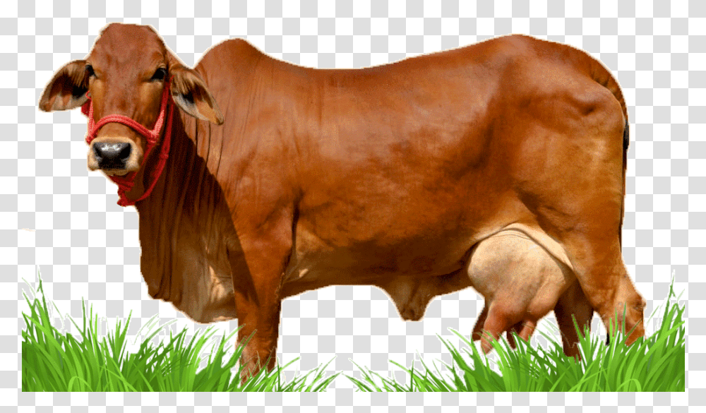 Sahiwal Cow, Bull, Mammal, Animal, Cattle Transparent Png