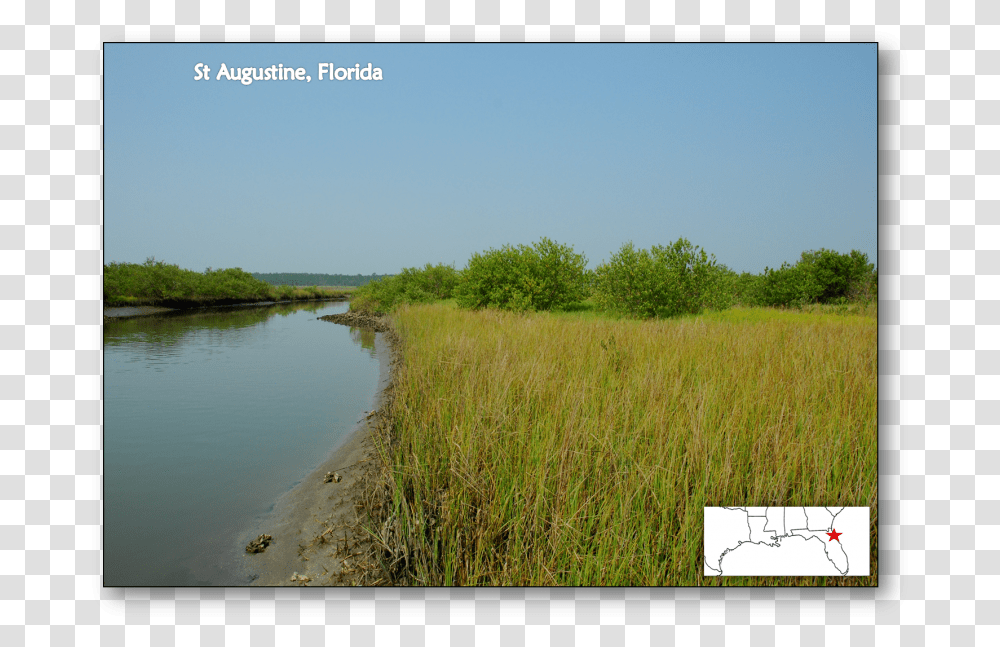 Saint Augustine Florida Salt Marsh Mangrove Ecotone, Nature, Ditch, Outdoors, Land Transparent Png