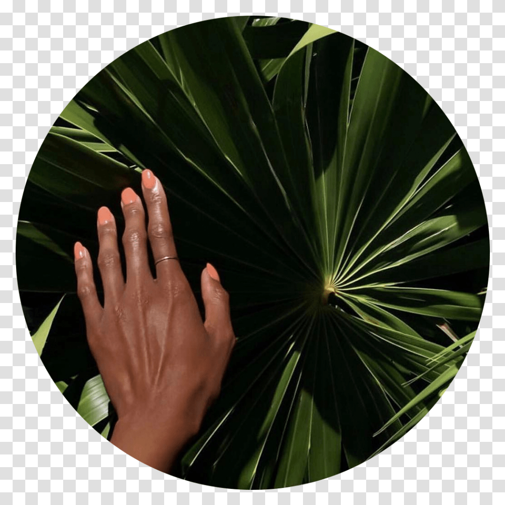 Saintlo Feature Circle, Person, Finger, Hand, Plant Transparent Png
