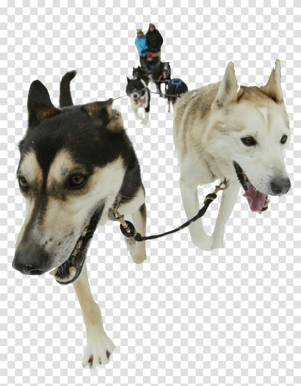 Sakhalin Husky, Dog, Pet, Canine, Animal Transparent Png