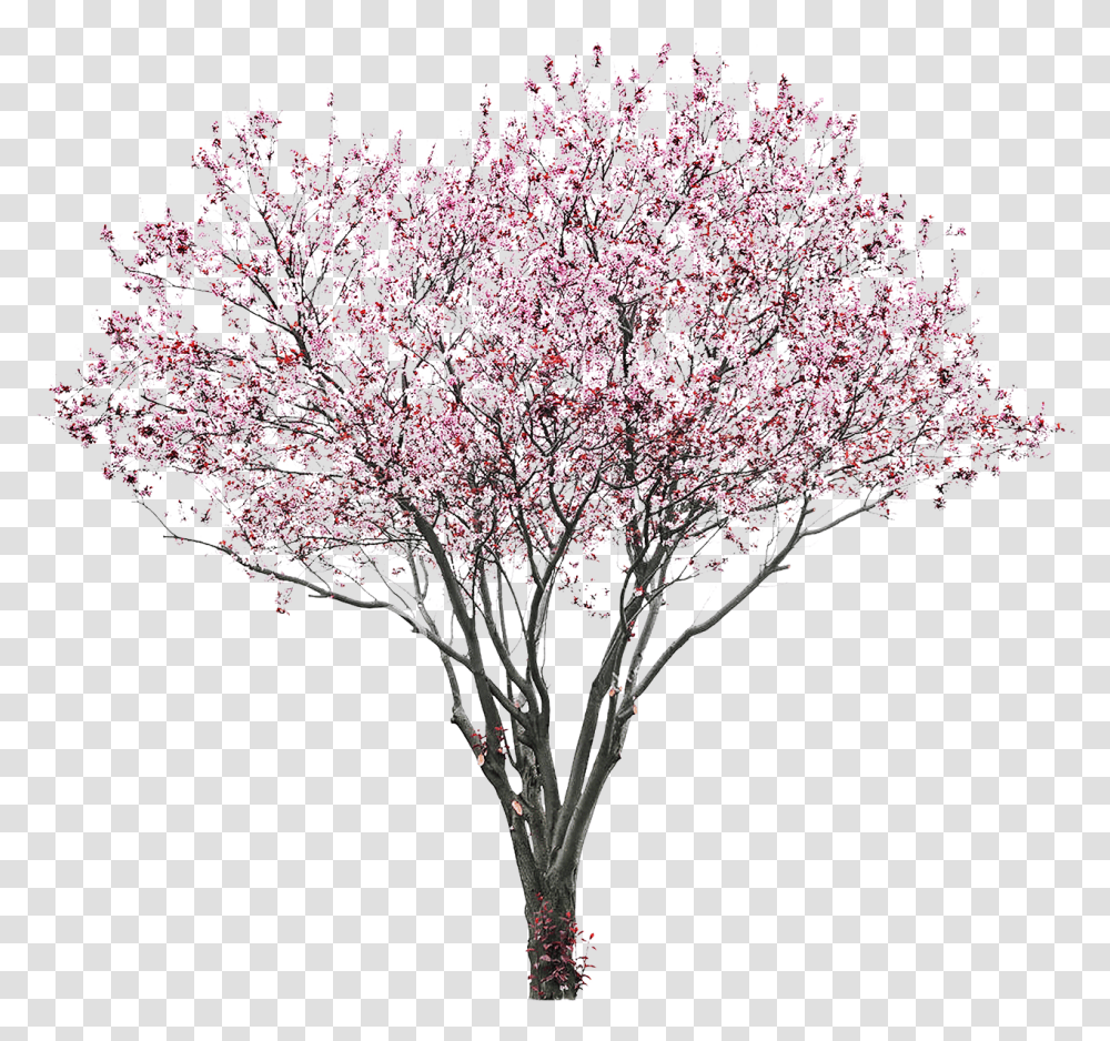 Sakura Alpha Channel Clipart Images Cherry Blossom Tree, Flower, Plant, Fungus, Chandelier Transparent Png