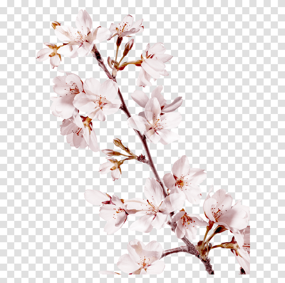 Sakura Background Cherry Blossom Tree Branch, Plant, Flower Transparent Png