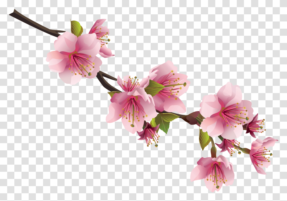 Sakura Background Sakura Flower, Plant, Blossom, Lily, Petal Transparent Png