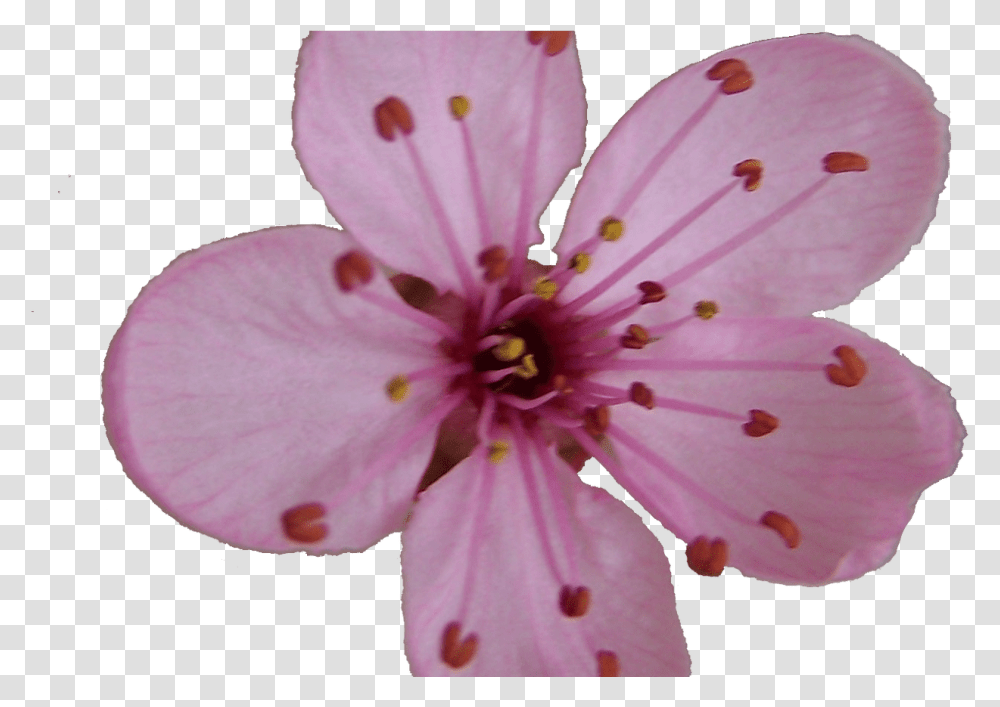 Sakura Blossom Clipart Plum Flower Pencil And In Color Single Sakura Cherry Blossom Flower, Plant, Geranium, Honey Bee, Insect Transparent Png