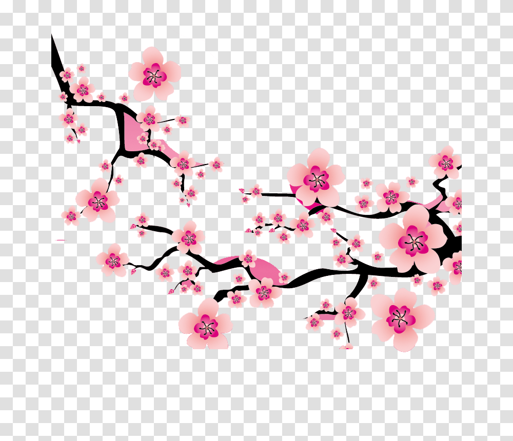 Sakura Blossom Clipart Plum Flower, Plant, Cherry Blossom, Spring Transparent Png