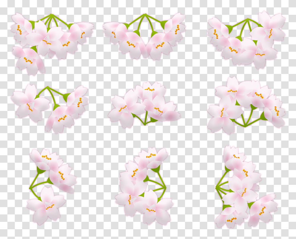 Sakura Blossom Pink Cherry Blossom Japan Free Picture Lily Family, Plant, Flower, Petal, Orchid Transparent Png