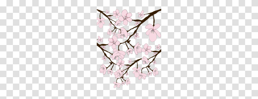 Sakura Blossoms Sakura, Plant, Cherry Blossom, Flower, Petal Transparent Png