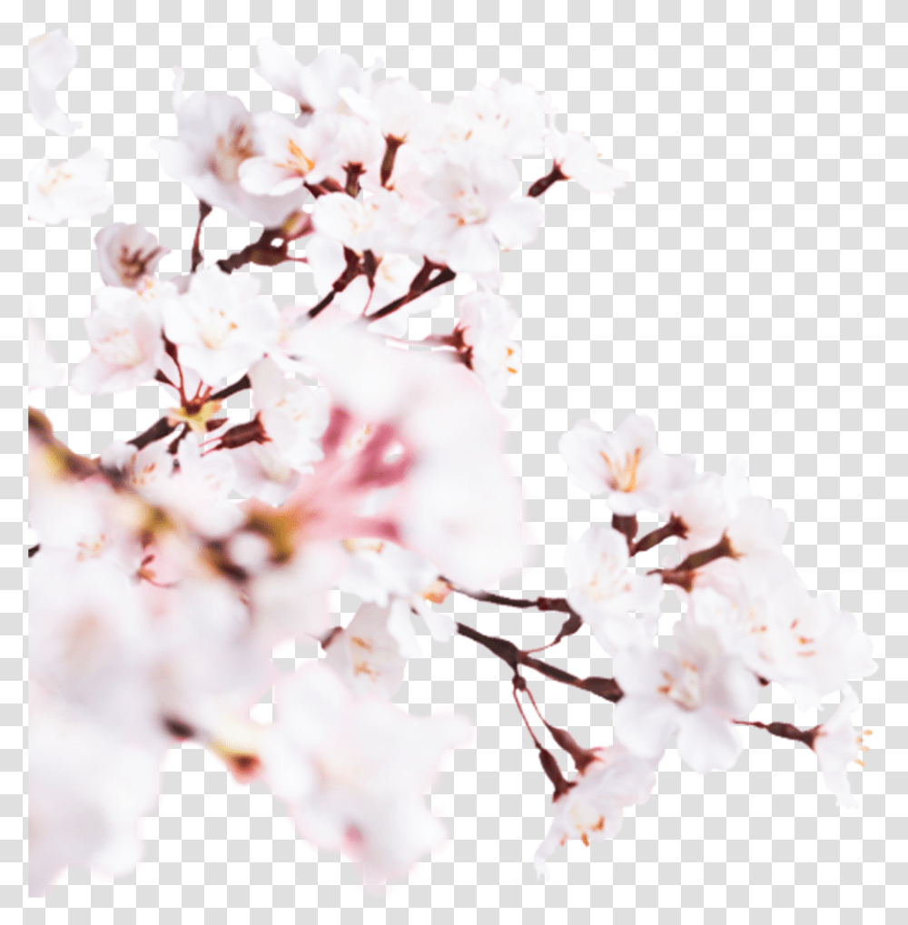 Sakura Cherry Blossom 2019 A Lovely Fresh Cherry Blossom, Plant, Flower Transparent Png