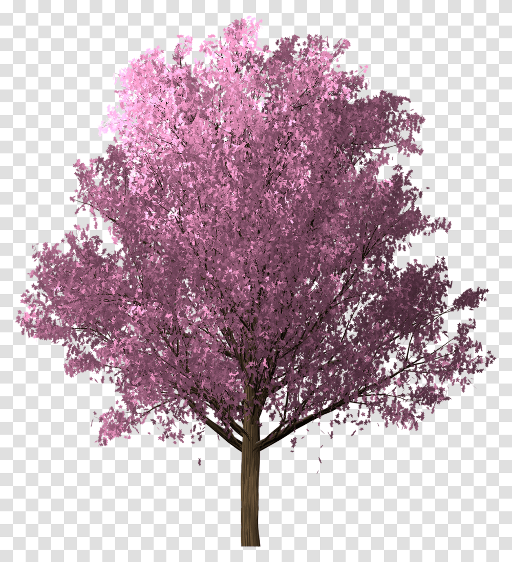 Sakura Cherry Blossom Pink Free Image On Pixabay Sakura Tree, Plant, Flower Transparent Png