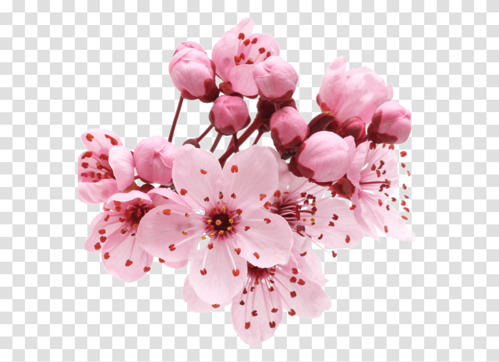 Sakura Cherry Blossom, Plant, Flower, Anther Transparent Png