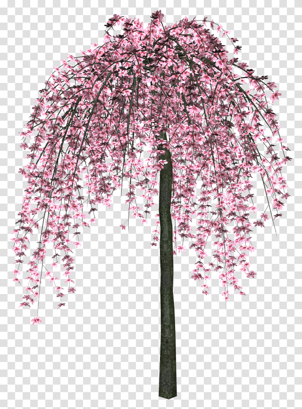 Sakura Cherry Blossom Tree, Flower, Plant, Cross, Symbol Transparent Png