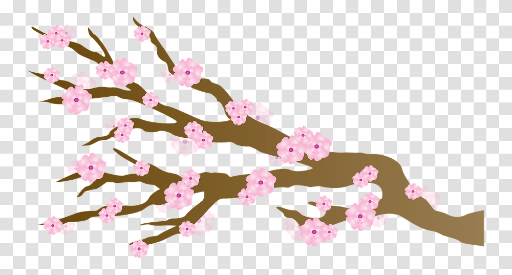 Sakura Clipart Cherry Blossom, Plant, Flower, Petal Transparent Png