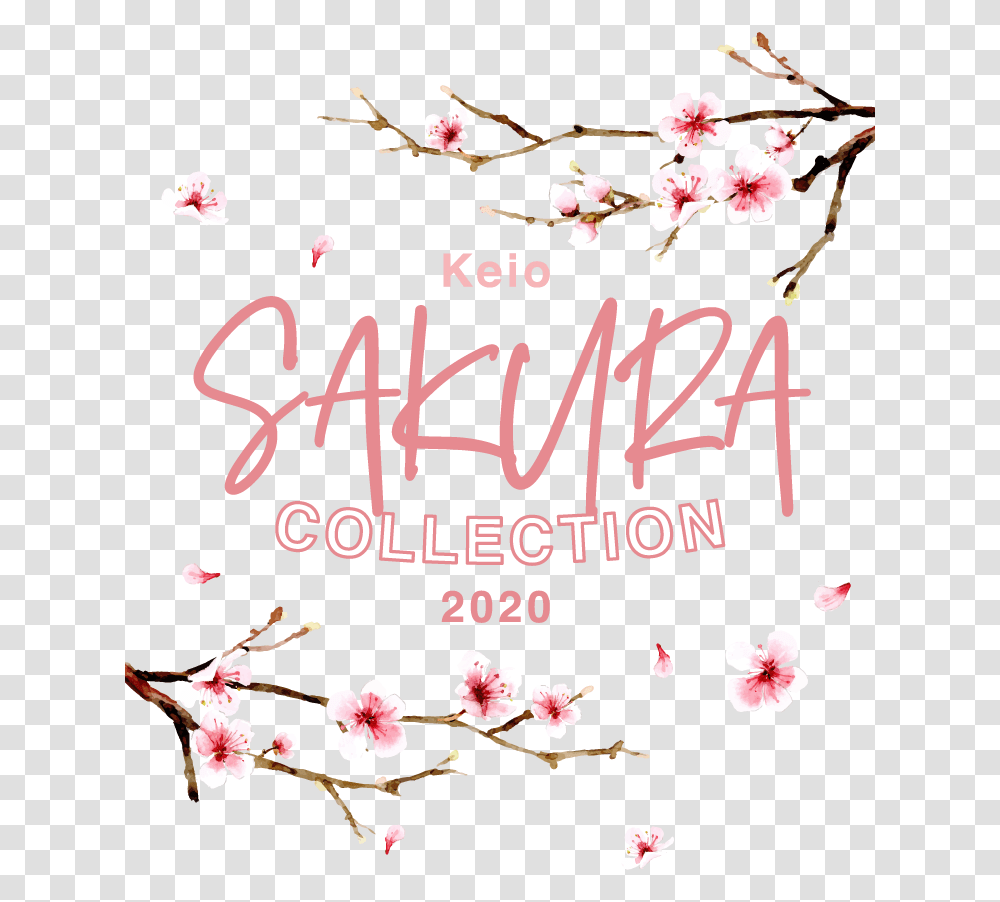 Sakura Collection Calligraphy, Plant, Flower, Blossom, Cherry Blossom Transparent Png