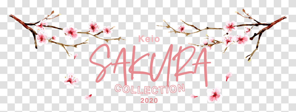Sakura Collection Calligraphy, Plant, Flower, Blossom Transparent Png