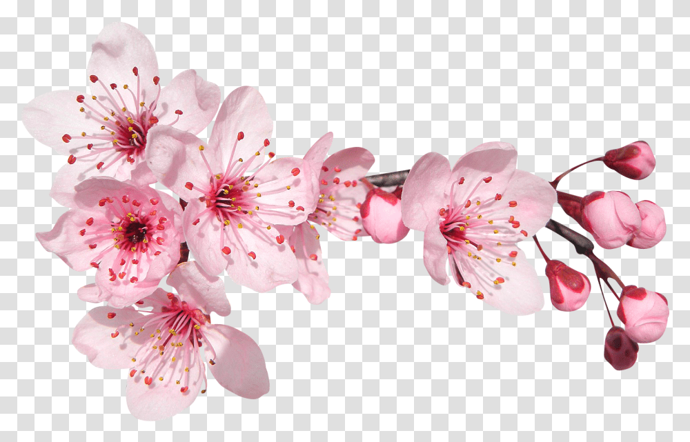 Sakura Flower Cherry Blossoms And Roses Clipart, Plant, Pollen Transparent Png