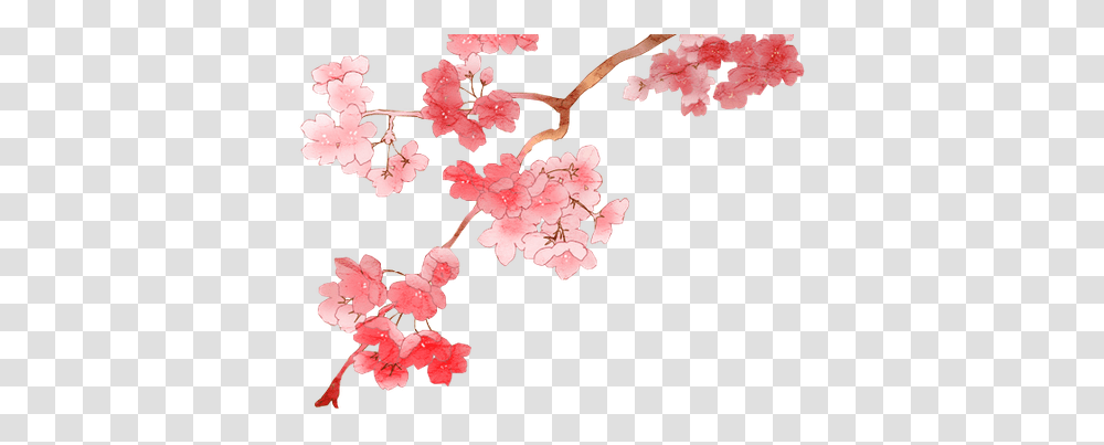 Sakura Flower Clipart Anime Cherry Blossom, Plant, Petal Transparent Png