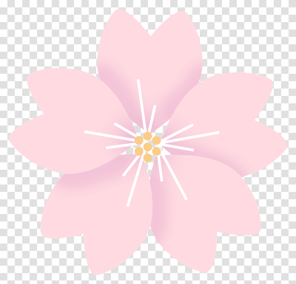Sakura Flower Clipart Cherry Blossom, Plant, Petal, Anther, Daisy Transparent Png
