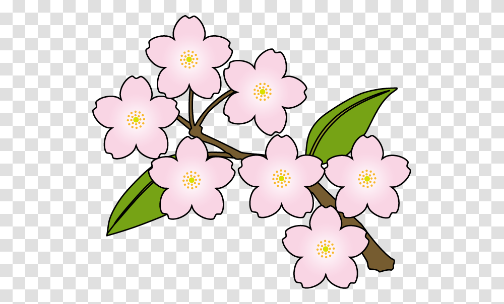 Sakura Flower Clipart, Plant, Blossom, Cherry Blossom, Painting Transparent Png