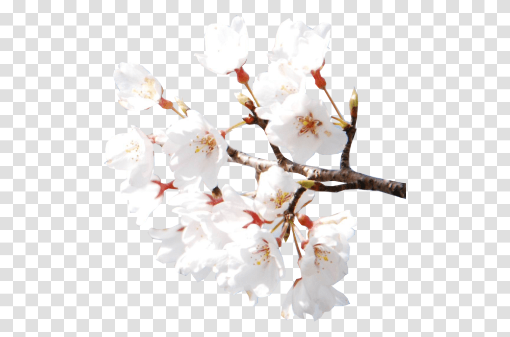 Sakura Flower Hd T Fiori Di White Cherry Blossom Psd, Plant, Pollen Transparent Png