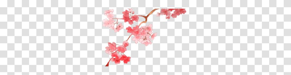 Sakura Flower Image, Plant, Blossom, Cherry Blossom, Tree Transparent Png