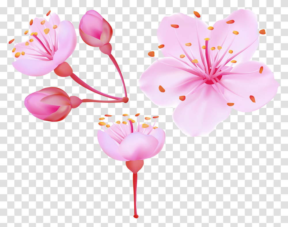 Sakura Flower Transparent Png