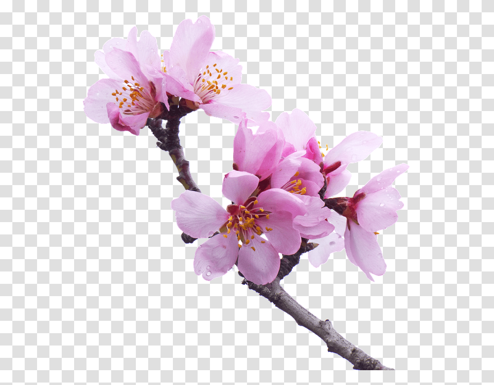 Sakura Flower Tree Branches Background, Plant, Blossom, Cherry Blossom, Flower Arrangement Transparent Png