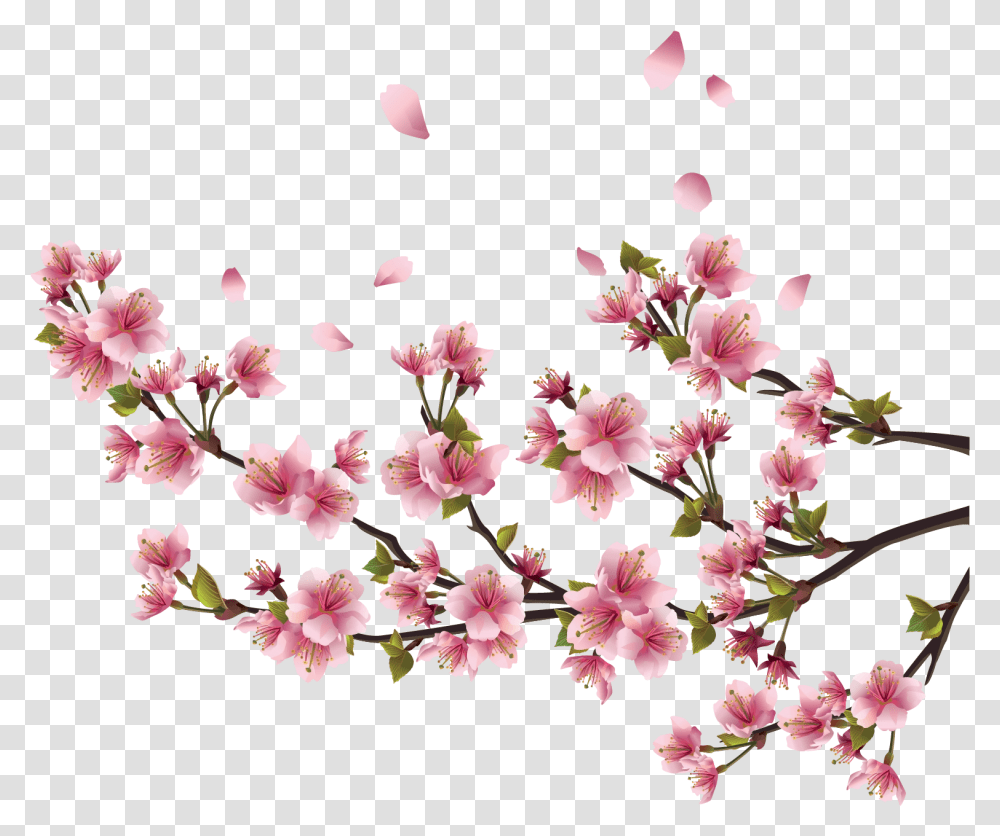 Sakura Free Background Cherry Blossom Branch Border, Plant, Flower, Petal,  Transparent Png