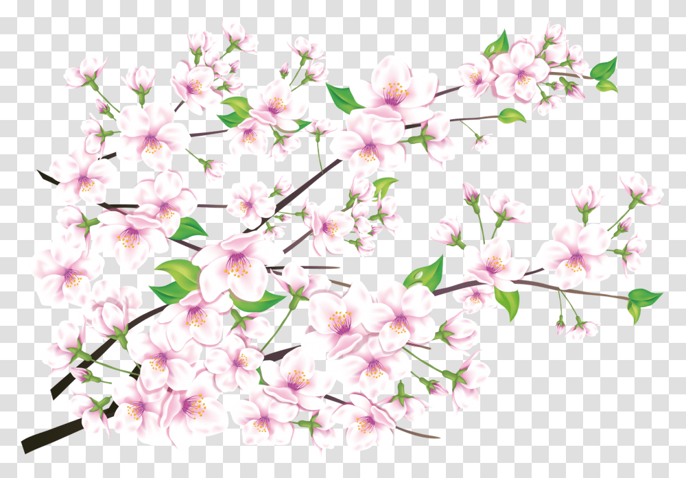 Sakura Free Images Anh 8, Plant, Cherry Blossom, Flower, Pattern Transparent Png