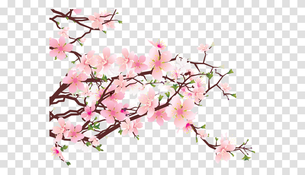 Sakura Free Pic, Plant, Flower, Blossom, Cherry Blossom Transparent Png