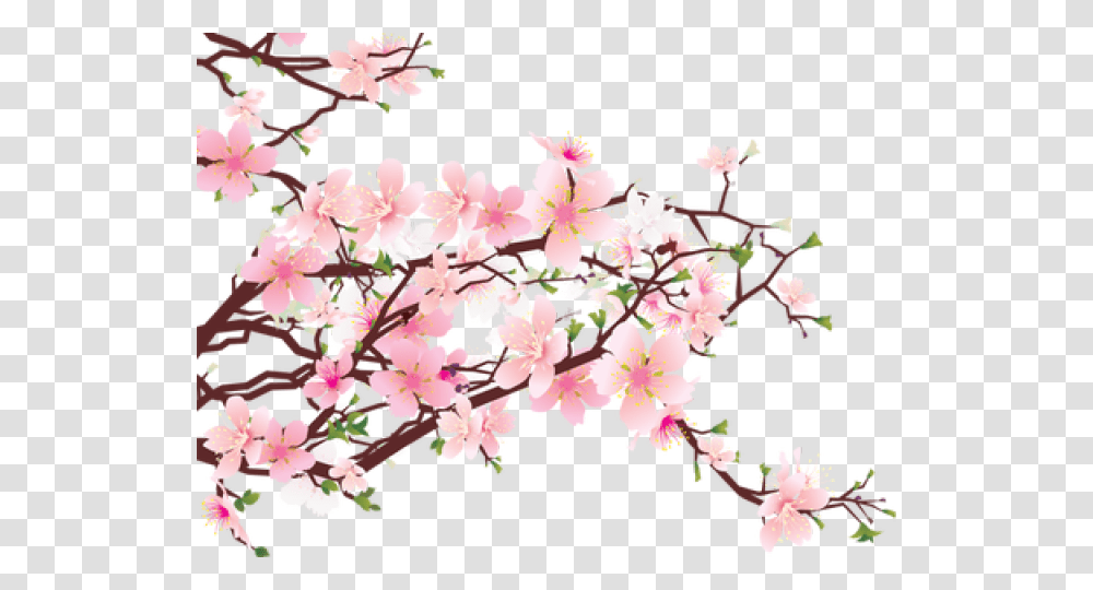 Sakura Image Sakura Tree, Plant, Flower, Blossom, Cherry Blossom Transparent Png