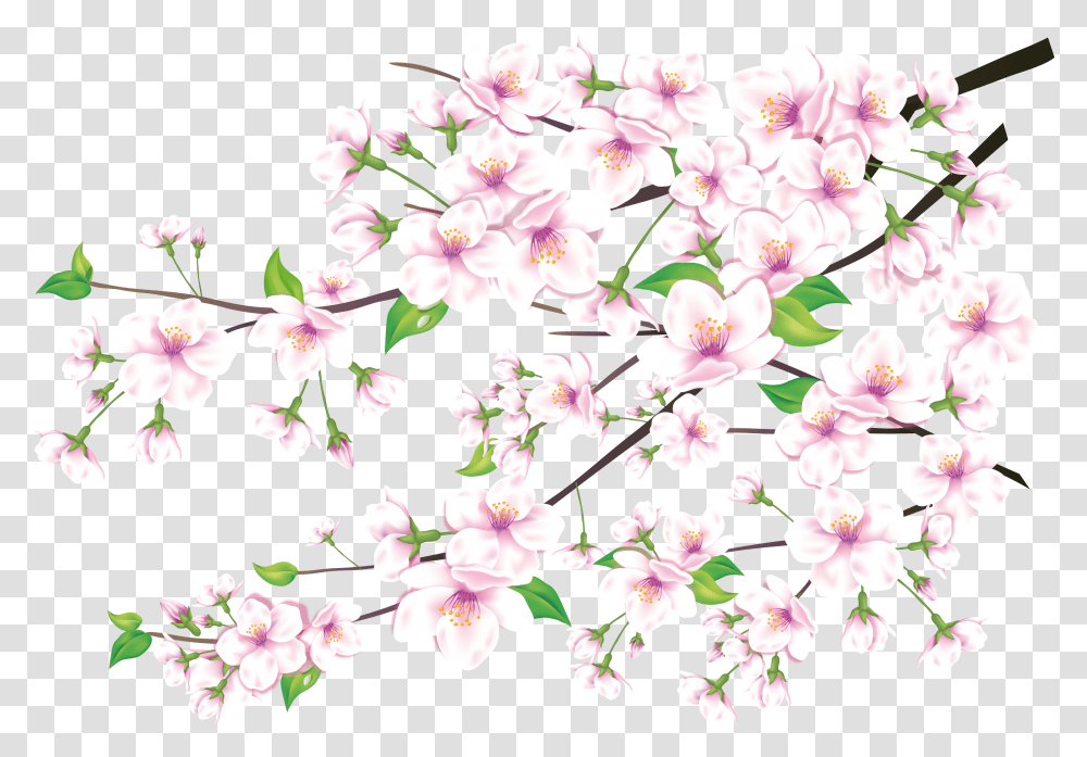 Sakura Images Are Free To Download Petals, Plant, Flower, Blossom, Cherry Blossom Transparent Png