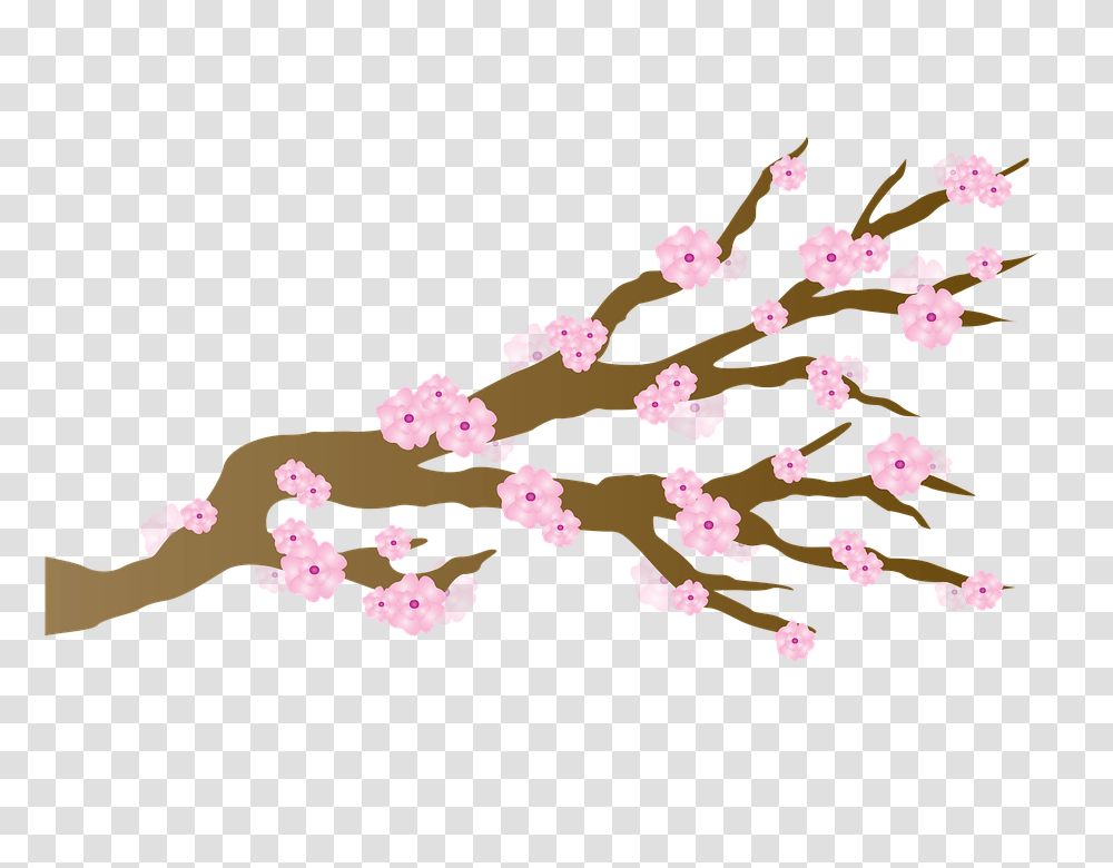 Sakura Images Free Download, Petal, Flower, Plant, Blossom Transparent Png