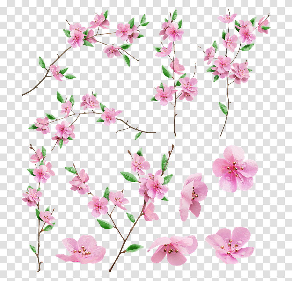 Sakura Images Sakura, Plant, Flower, Blossom, Cherry Blossom Transparent Png