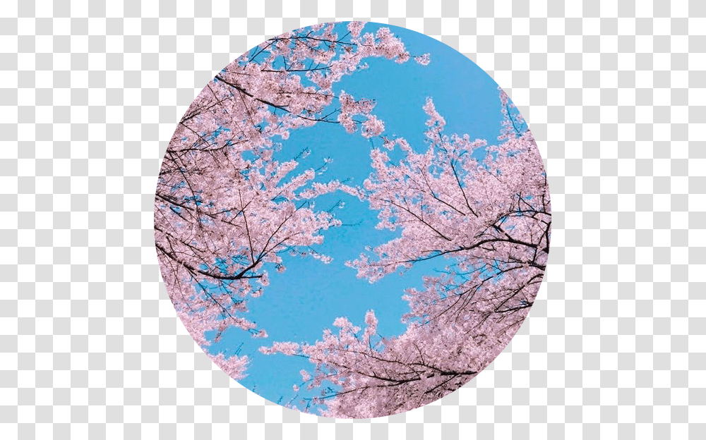 Sakura Japan Japanese Sky Tree Cherryblossom Aesthetic Cherry Blossom Background, Plant, Flower, Rug, Painting Transparent Png