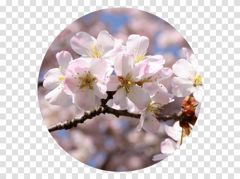 Sakura Massage Oil Girly, Plant, Flower, Blossom, Cherry Blossom Transparent Png