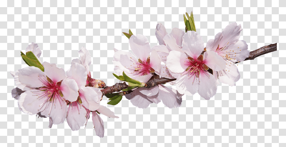 Sakura May New Month Messages, Plant, Flower, Blossom, Cherry Blossom Transparent Png